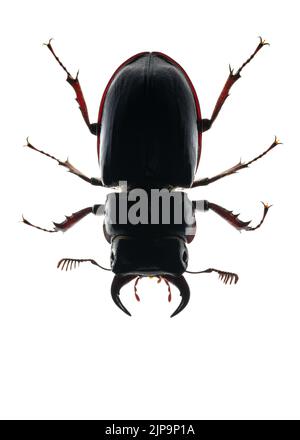 Hirschkäfer, lucanus barbarossa, Hirschkäfer Stockfoto