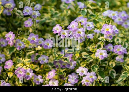 Feld von kleinen lila Blüten, die im frühen Winter blühen Stockfoto