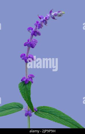 Kleine violette Blüten, die im frühen Winter blühen, Es ist eine Blume mit violetten Haaren um die Blume. Stockfoto