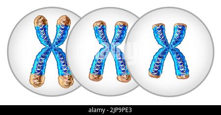 Telomer Verkürzung des Alterungskonzepts und Reduktion von Telomeren, die sich auf den Endkappen eines Chromosoms befinden, was zu einer Beschädigung der DNA führt, was zu kürzeren führt. Stockfoto