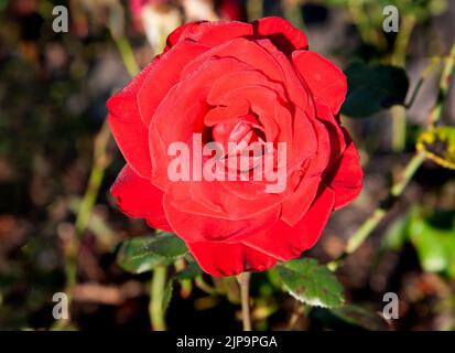 Rote Rosenblüte im Garten Stockfoto