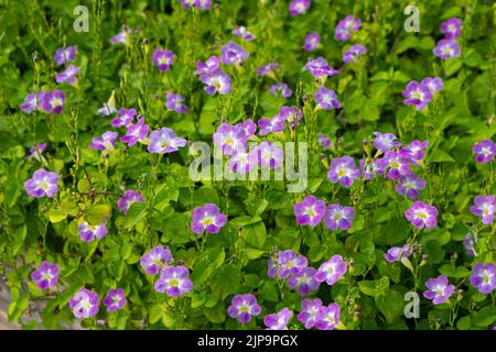 Feld von kleinen lila Blüten, die im frühen Winter blühen Stockfoto