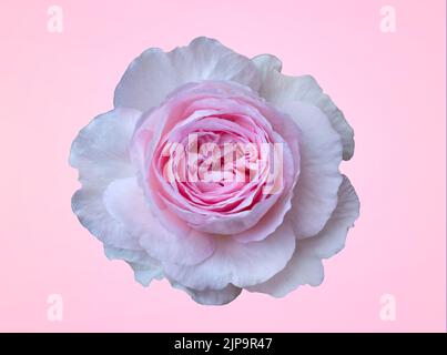 Rosa Rose isoliert auf hellrosa Hintergrund für Ihre valentine Design-Idee, die eine weiße Rose von thailändischen Arten mit vielen Schichten von Blütenblättern überlappen ist Stockfoto