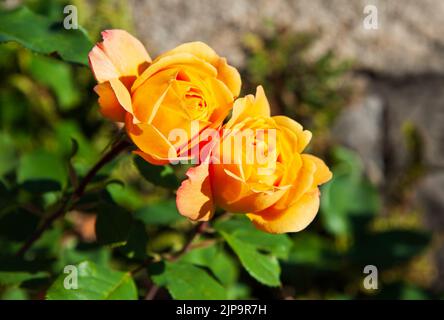 Schöne gelbe Rosen blühen an einem sonnigen Tag im Garten Stockfoto
