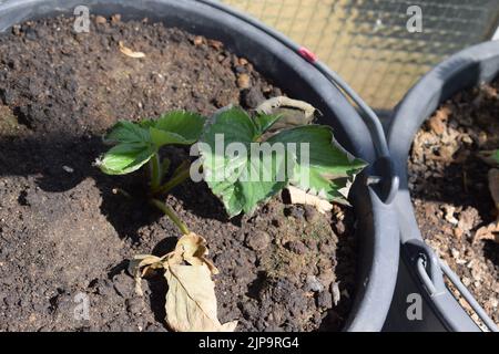 Erdbeerpflanzen Stockfoto