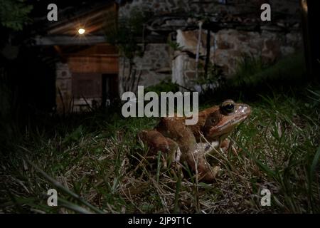 Gewöhnlicher Frosch, rana temporaria, gewöhnliche Frösche Stockfoto