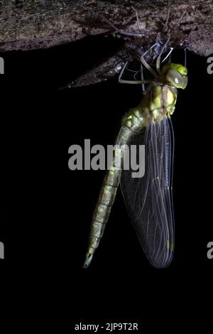 libelle, südlicher Hawker, aeshna-Cyanea, Libellen, blauer Hawker Stockfoto