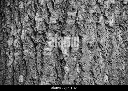 Textur-Schuss von braune Rinde, füllen der Rahmen Stockfoto