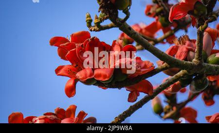 Shimul oder Rote Seidenbaumwolle (Bombax ceiba, Familie: Malvaceae) ist einer der häufigsten Bäume in Bangladesch. Stockfoto