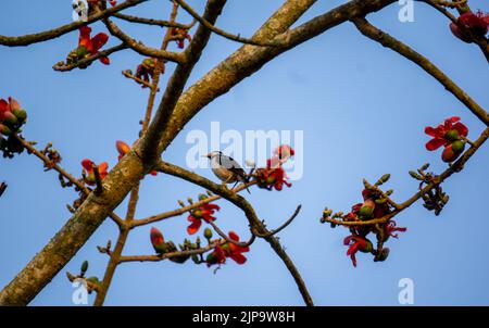 Nahaufnahme der Blüte von Baumwollblumen, Blüten aus Shimul Red Silk Cotton Tree in Bangladesch. Ein Myna-Vogel sitzt neben einer roten Blume von Shimul Red Sil Stockfoto