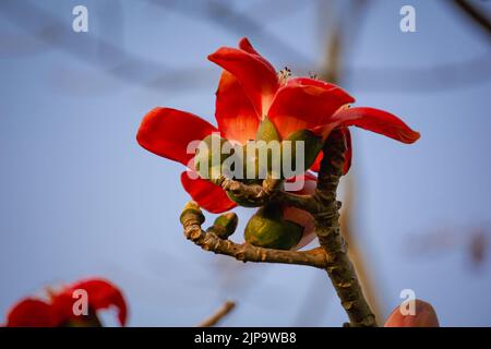 Nahaufnahme der roten Shimul-Blume.wunderschöne feuerrote wunderschöne Blüten, die auf den Zweigen von Shimul oder rotem Seidenbaumholz blühen. Rote Blumen Ansicht i Stockfoto