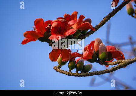 Nahaufnahme der roten Shimul-Blume. Dieser Baum wird allgemein als Let-Pan bezeichnet. Es ist weit in Parks und an Straßenrändern dort wegen seiner beaut gepflanzt Stockfoto