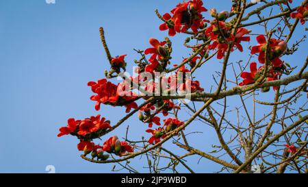 Nahaufnahme der roten Shimul-Blume. Wunderschöne feuerrote wunderschöne Blumen, die auf den Zweigen von Shimul oder Red Seide-Baumwolle Baum blühen. Blick auf rote Blumen Stockfoto