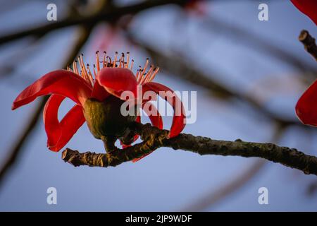 Nahaufnahme der roten Shimul-Blume. Dieser Baum wird allgemein als Let-Pan bezeichnet. Es ist wegen seiner Schönheit weit in Parks und an Straßenrändern gepflanzt Stockfoto