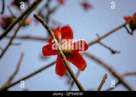 Nahaufnahme der roten Shimul-Blume. Dieser Baum wird allgemein als Let-Pan bezeichnet. Es ist wegen seiner Schönheit weit in Parks und an Straßenrändern gepflanzt Stockfoto