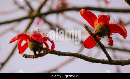 Nahaufnahme der roten Shimul-Blume.wunderschöne feuerrote wunderschöne Blüten, die auf den Zweigen von Shimul oder rotem Seidenbaumholz blühen. Rote Blumen Ansicht i Stockfoto