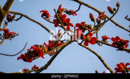 Nahaufnahme der roten Shimul-Blume. Dieser Baum wird allgemein als Let-Pan bezeichnet. Es ist wegen seiner Schönheit weit in Parks und an Straßenrändern gepflanzt. Stockfoto