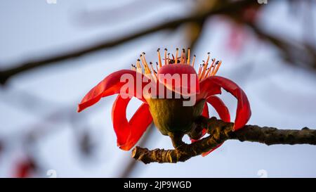 Nahaufnahme der Blüte von Baumwollblumen, Blüten aus Shimul Red Silk Cotton Tree in Bangladesch. Stockfoto