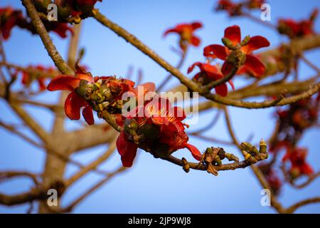 Rote Seide Baumwolle Blume auch bekannt als Bombax Ceiba Shimul. Dhaka, Bangladesch. Stockfoto