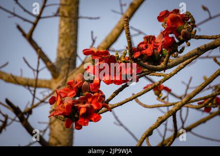 Shimul oder Rote Seidenbaumwolle (Bombax ceiba, Familie: Malvaceae) ist einer der häufigsten Bäume in Bangladesch. Stockfoto