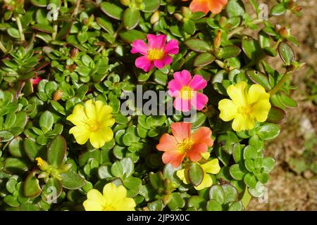 Nahaufnahme von Portulak 'Carnaval', Moosrose (Portulaca grandiflora Carnaval), Familie Portulacaceae. Eine semi-sukkkulente Pflanze. Sommer, August, Stockfoto