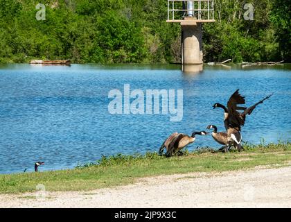 Kanadische Gänse kämpfen am Flussufer des Ellis Lakeside Campground in Ellis, Kansas Stockfoto