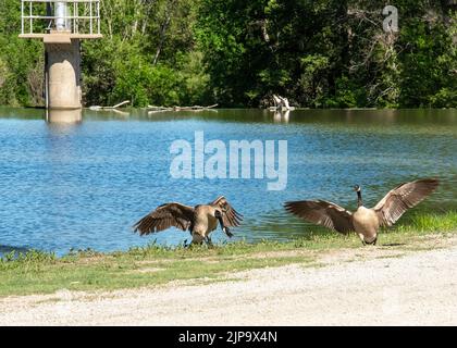 Kanadische Gänse kämpfen am Flussufer des Ellis Lakeside Campground in Ellis, Kansas Stockfoto