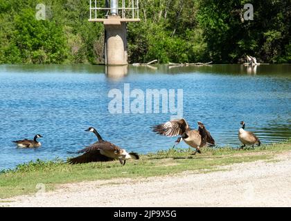 Kanadische Gänse kämpfen am Flussufer des Ellis Lakeside Campground in Ellis, Kansas Stockfoto