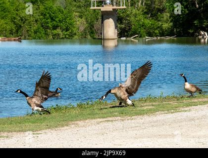 Kanadische Gänse kämpfen am Flussufer des Ellis Lakeside Campground in Ellis, Kansas Stockfoto