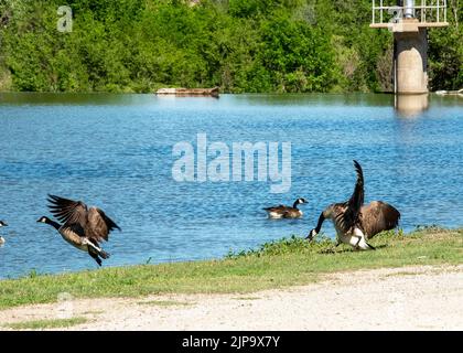 Kanadische Gänse kämpfen am Flussufer des Ellis Lakeside Campground in Ellis, Kansas Stockfoto