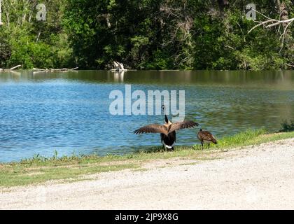 Kanadische Gänse kämpfen am Flussufer des Ellis Lakeside Campground in Ellis, Kansas Stockfoto