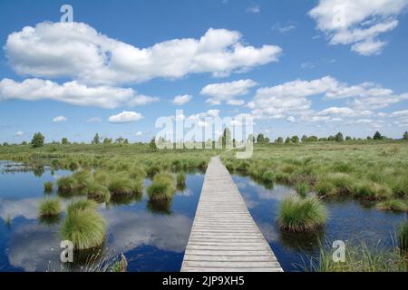 Wanderweg in hohes Venn Moor oder Hautes fagnes Moor, Naturschutzgebiet in Deutschland und Belgien Stockfoto