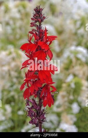 Kardinalblume (Lobelia cardinalis, Deutschland Stockfoto