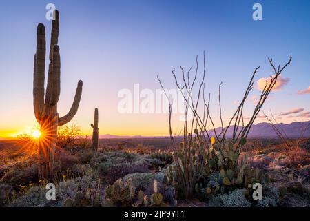 Wunderschöne hohe Kaktusbäume Saguaro National Park, Tucson Arizona, USA Stockfoto