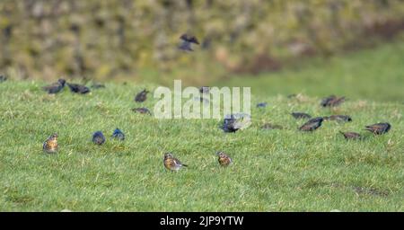 Britische Tierwelt: Gemischte Herde von Staren (Sturnus vulgaris) und Feldfaren (Turdus pilaris), die auf dem Boden auf einem Feld fressen, West Yorkshire, Engl Stockfoto