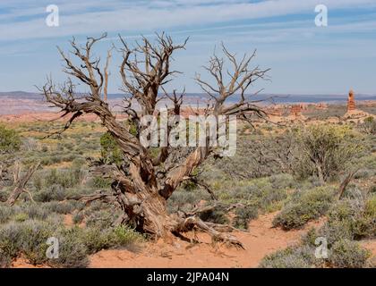 Verdrehter Wacholderbaum im Arches National Park, Moab, Utah. USA Amerika Stockfoto