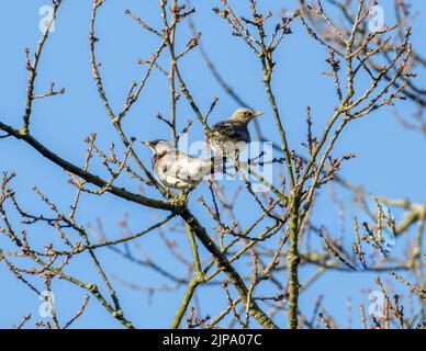 Zwei Feldfaren, die in einem Baum sitzen (Turdus pilaris), West Yorkshire, England, Großbritannien Stockfoto