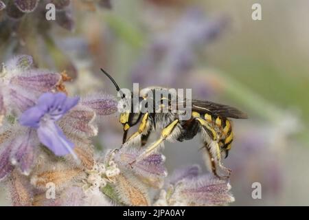 Farbenfrohe Nahaufnahme einer männlichen europäischen Wollbiene, Anthidium manicatum auf purpurpurem russischen Salbei sitzend, Perovskia yangii, Blumen Stockfoto