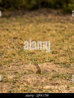 Indische Wüste jird oder gerbil oder Meriones hurrianae aus seinen Höhlen Fütterung Gras im Wald von indien asien Stockfoto