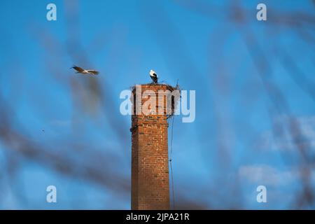 Weißstorchpaar, das in einem Nest auf einem Kamin lebt Stockfoto