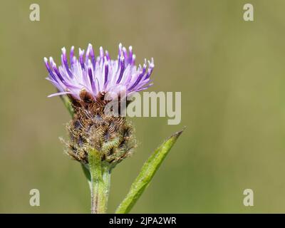 Gewöhnliche oder schwarze Knapsen (Centaurea nigra), die in Küstensanddünen blühen, Kenfig NNR, Glamorgan, Wales, Vereinigtes Königreich, Juli. Stockfoto