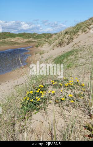 Birdsfoot Trefoil (Lotus corniculatus) blüht auf Küstensanddünen in der Nähe einer teilweise überfluteten Dünenlandschaft, Kenfig NNR, Glamorgan, Wales, UK, Mai. Stockfoto