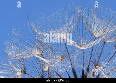 Wiesensalsify / Wiesenziegenbart (Tragopogon pratensis) Saatkopf in Küstensanddünen, Kenfig NNR, Glamorgan, Wales, UK, Juli. Stockfoto