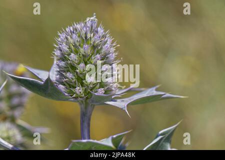 Seetölle (Eryngium maritimum) blüht auf Küstensanddünen, Kenfig NNR, Glamorgan, Wales, Vereinigtes Königreich, Juli. Stockfoto