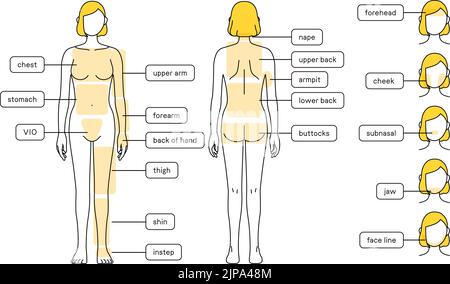 Illustrationen zur Haarentfernung für Frauen - Ganzkörper und Gesicht Stock Vektor