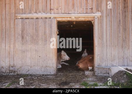 Zwei braune und weiße Kühe liegen in einer Holzscheune Stockfoto