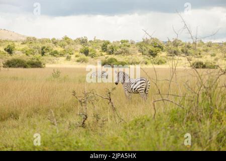 Zebras grasen auf trockenen Wiesen in Afrika Stockfoto