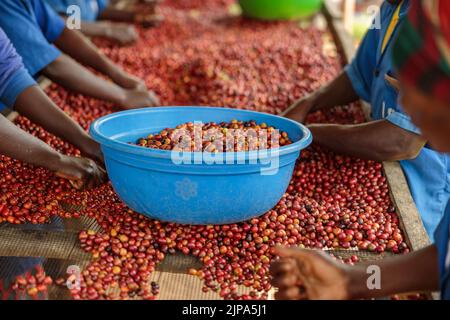 Viele Arbeiterinnen, die auf der Plantage arbeiten und Kaffeefrüchte sortieren Stockfoto