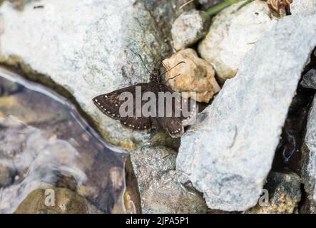 Schmutziger Skipper (Erynnis Tages) Stockfoto