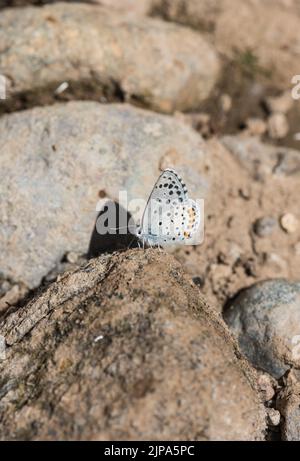 Eastern Checked Blue (Pseudophilotes vicrama) Stockfoto